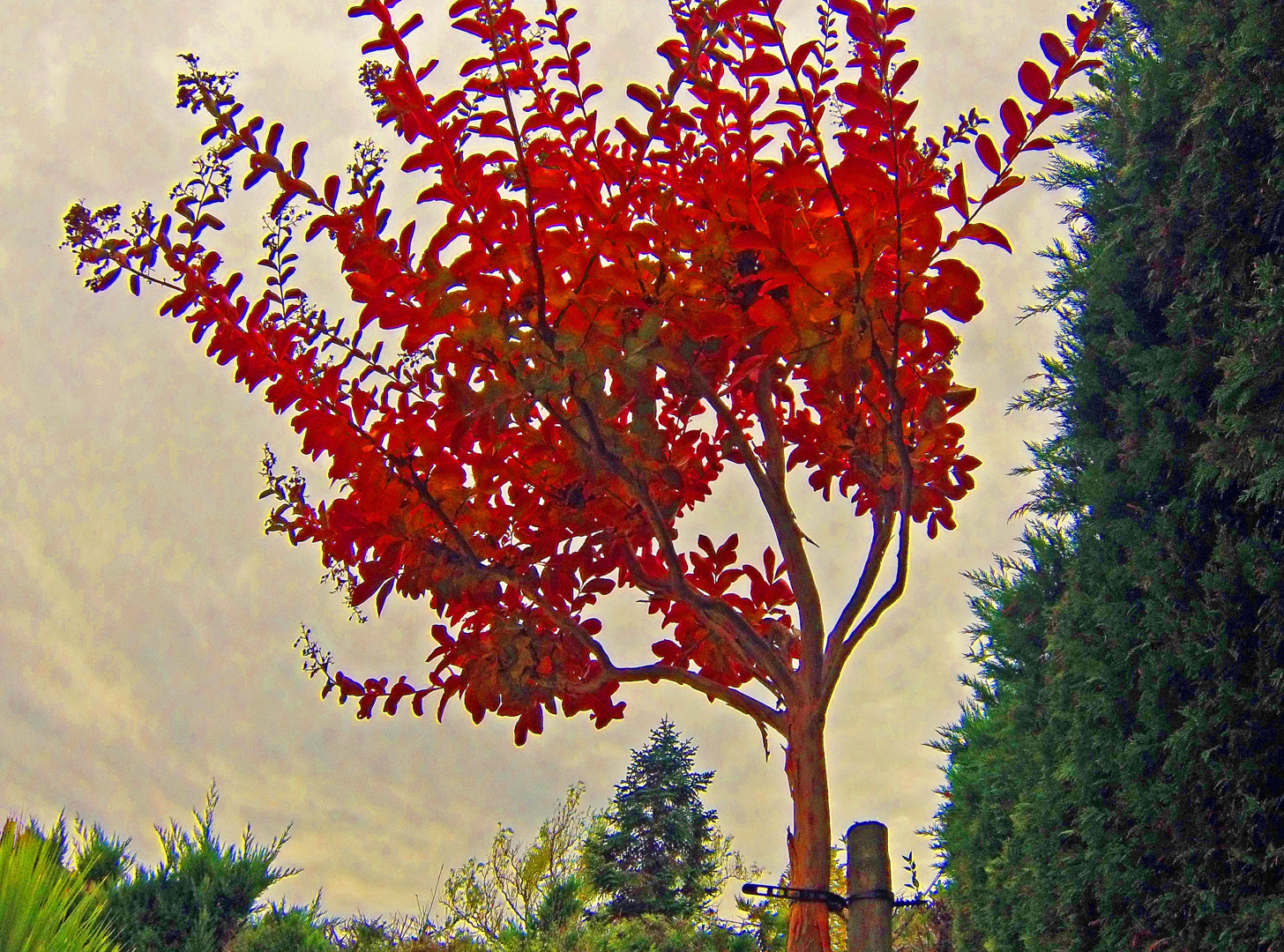 Lagerstroemia