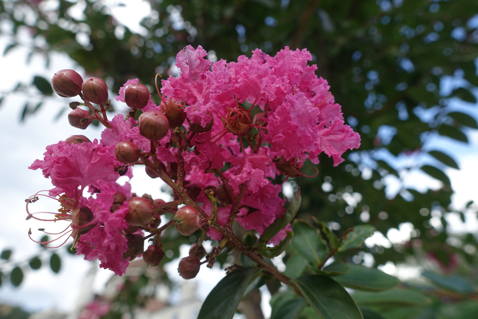 Lagerstroemia / Bäume mit diesen schönen