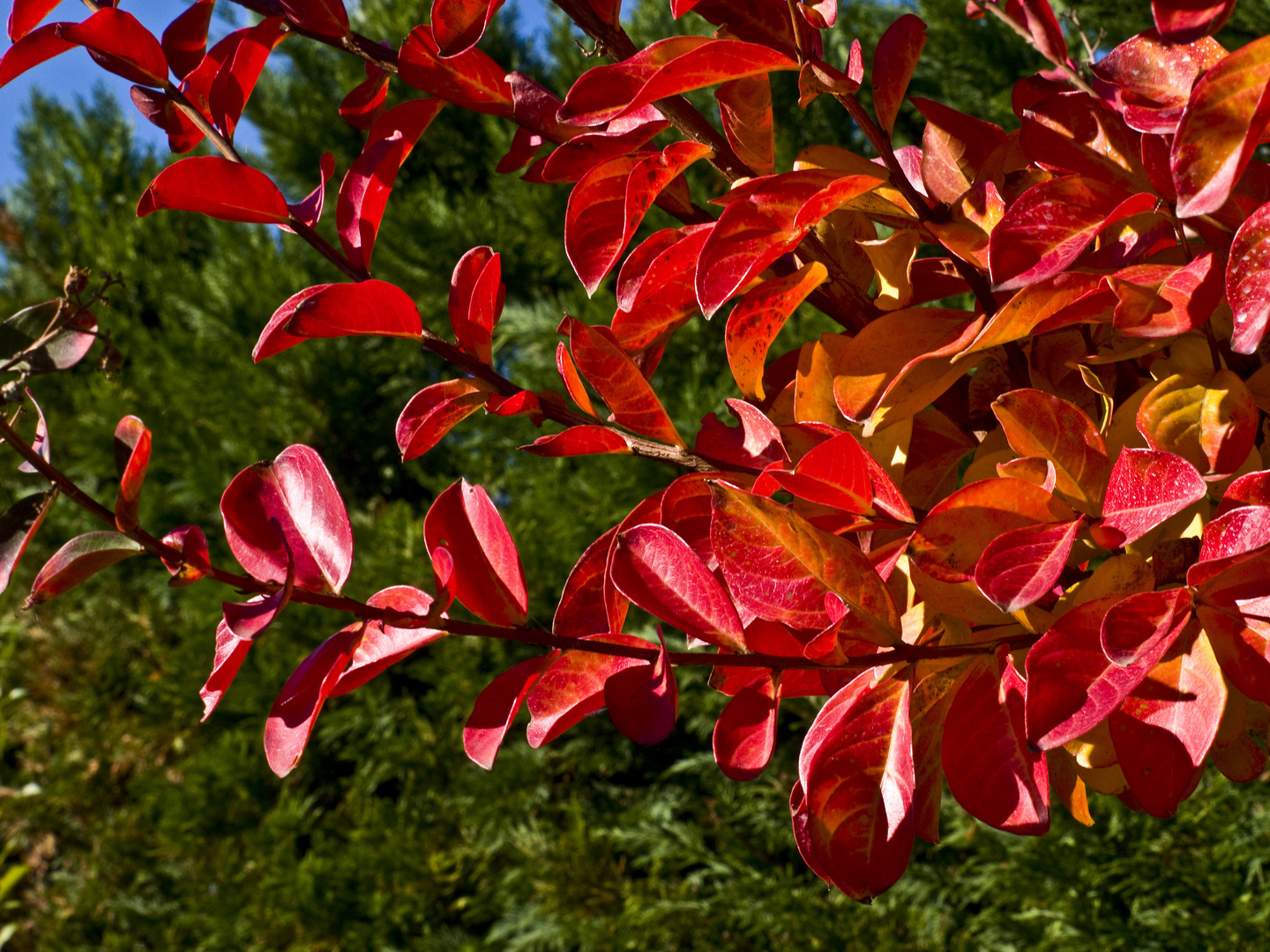 Lagerstroemia en automne