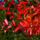 Lagerstroemia en automne