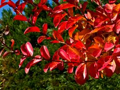 Lagerstroemia en automne