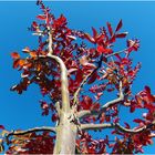 Lagerstroemia en fin d’été - Lagerstroemia am Sommerende