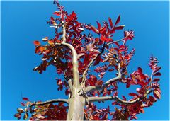 Lagerstroemia en fin d’été - Lagerstroemia am Sommerende