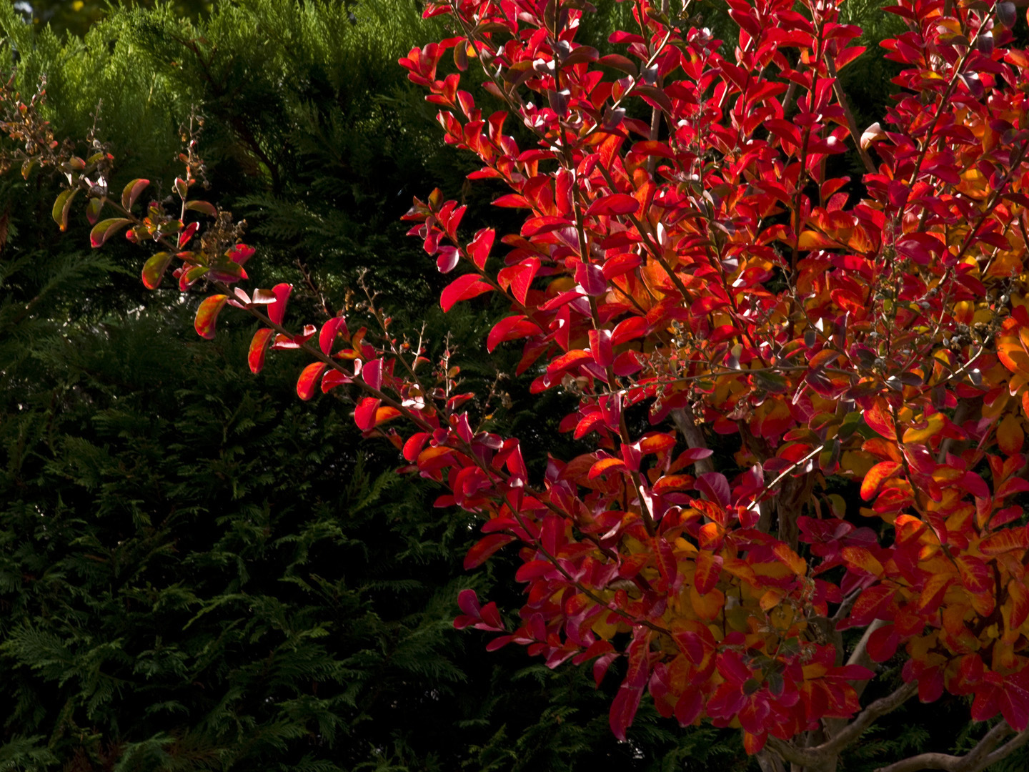 Lagerstroemia  flamboyant en octobre  --  Leuchtender Lagerstroemia im Oktober