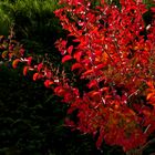 Lagerstroemia  flamboyant en octobre  --  Leuchtender Lagerstroemia im Oktober