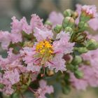 Lagerstroemia - Kräuselmyrten