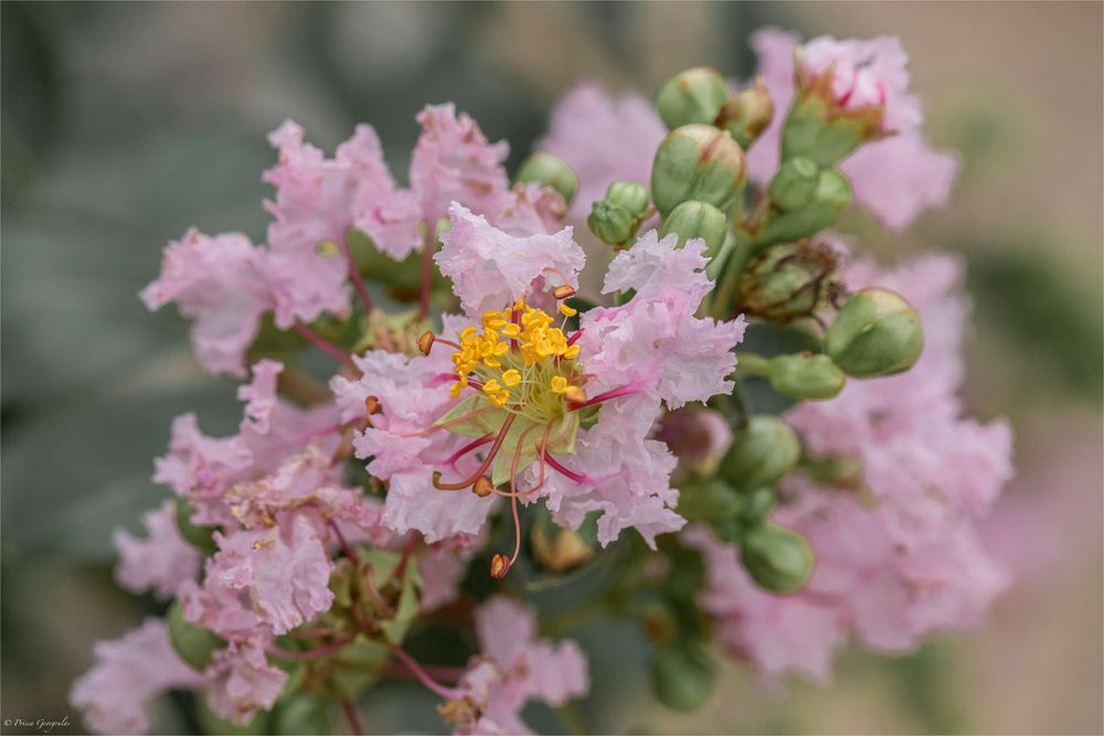 Lagerstroemia - Kräuselmyrten