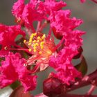 Lagerstroemia ou lilas des Indes