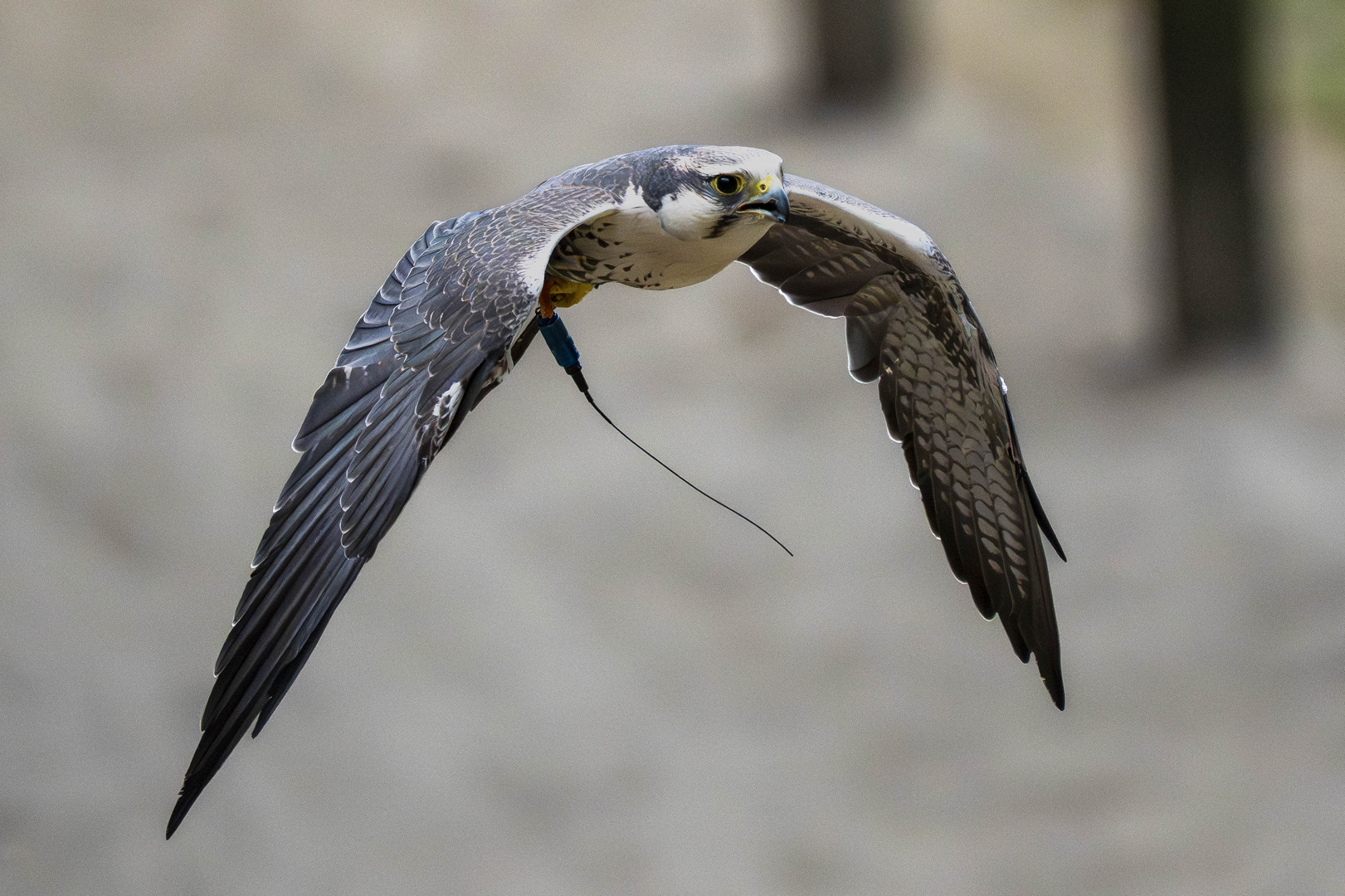 Laggerfalke in der Luft