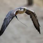 Laggerfalke in der Luft