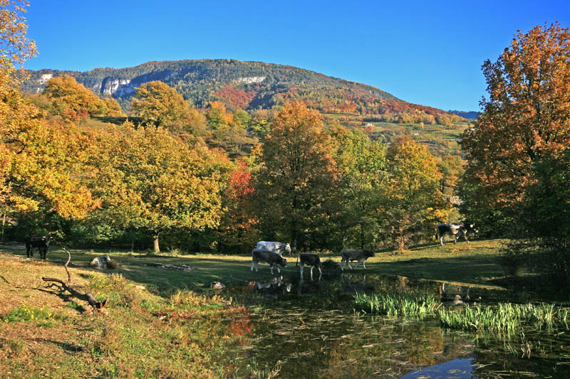 laghetto a Ora-Auer, mucche_______________ www.photoitalia.eu