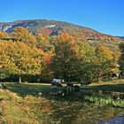 laghetto a Ora-Auer, mucche_______________ www.photoitalia.eu