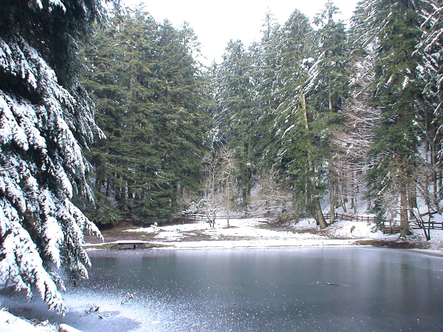 ...Laghetto dell' Eremo di Camaldoli