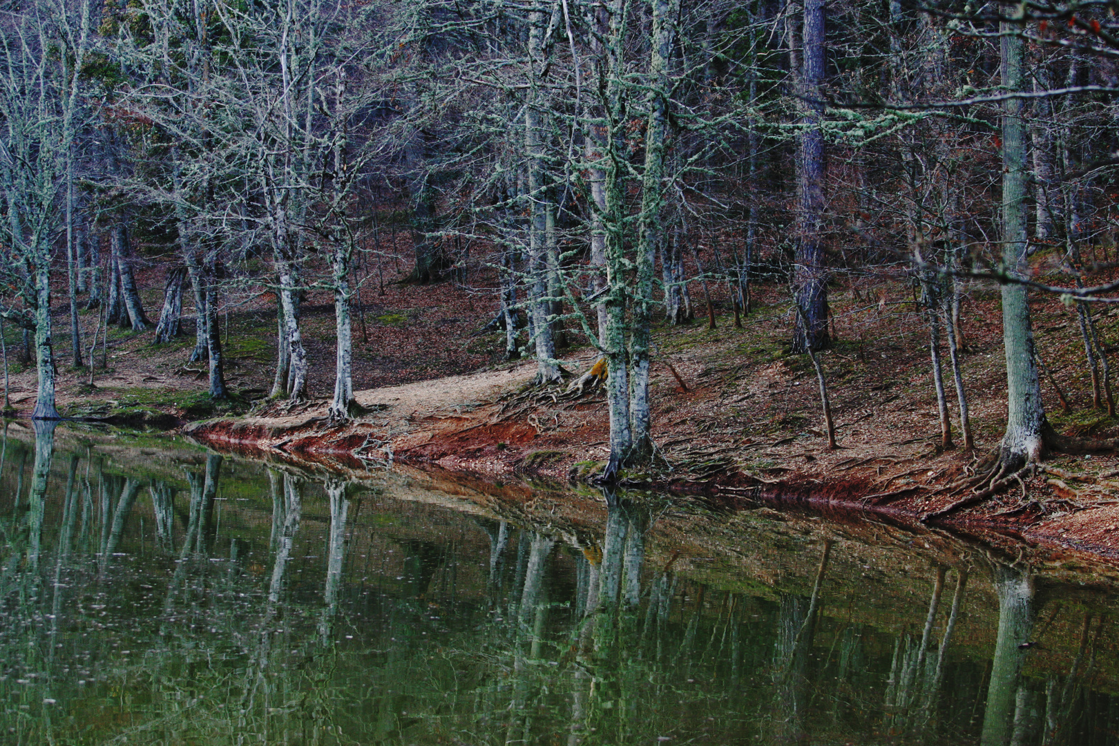 LAGHETTO IN FORESTA UMBRA