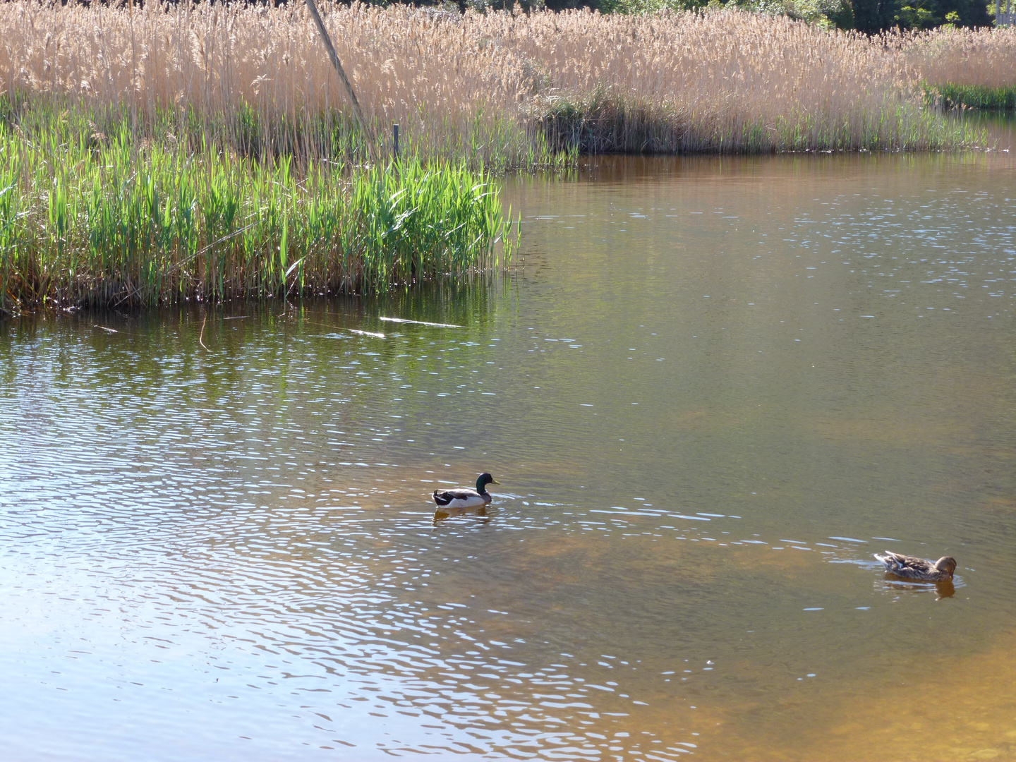 laghetto salmastro località Portonovo fauna e flora