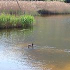 laghetto salmastro località Portonovo fauna e flora