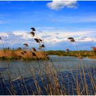 Laghi di Mantova