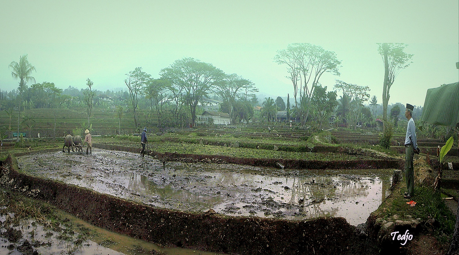 Lagi garap sawah