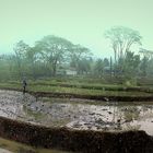 Lagi garap sawah