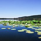 lago, amore mio