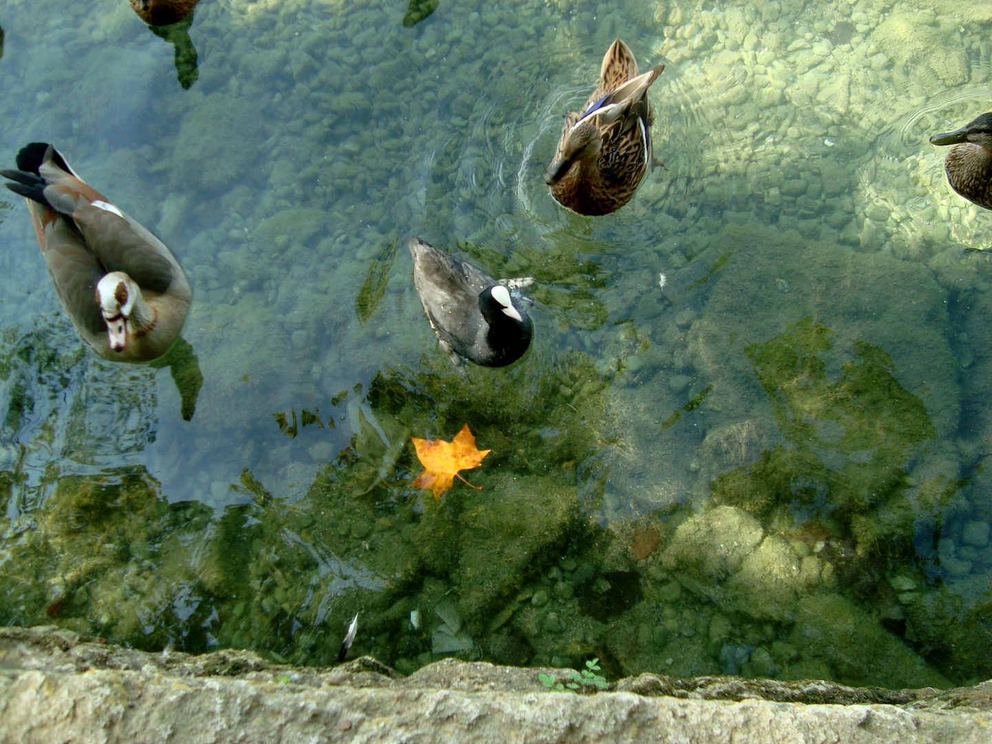  Lago Bañolas Girona 