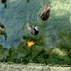  Lago Bañolas Girona 