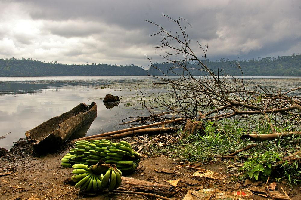 Lago Barombi Mbo Imagen & Foto africa, central africa, kamerun Fotos