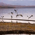 Lago Calafquén en Licán Ray, Villarrica, Chile