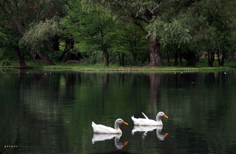 Lago Camecuaro....