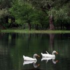 Lago Camecuaro....