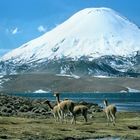 Lago Chungará en el parque nacional Lauca.