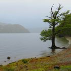 Lago Cisnes