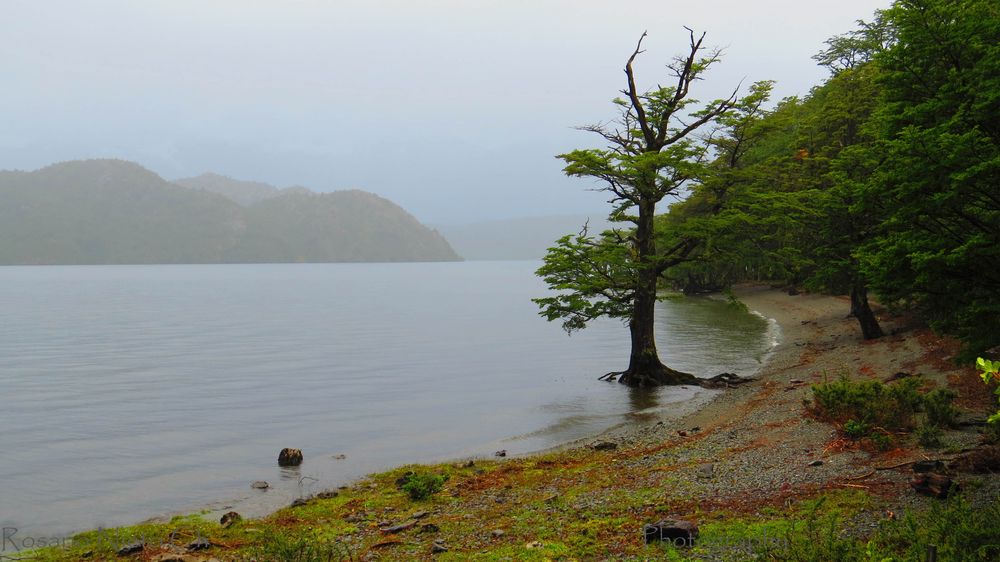 Lago Cisnes