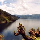 Lago de Atitlàn con cactus