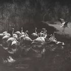 lago de aves