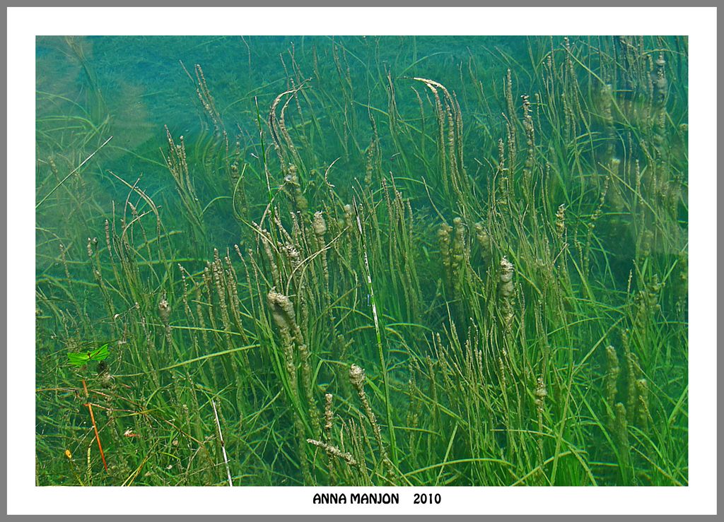 lago de banyoles