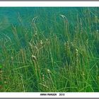 lago de banyoles