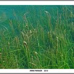 lago de banyoles