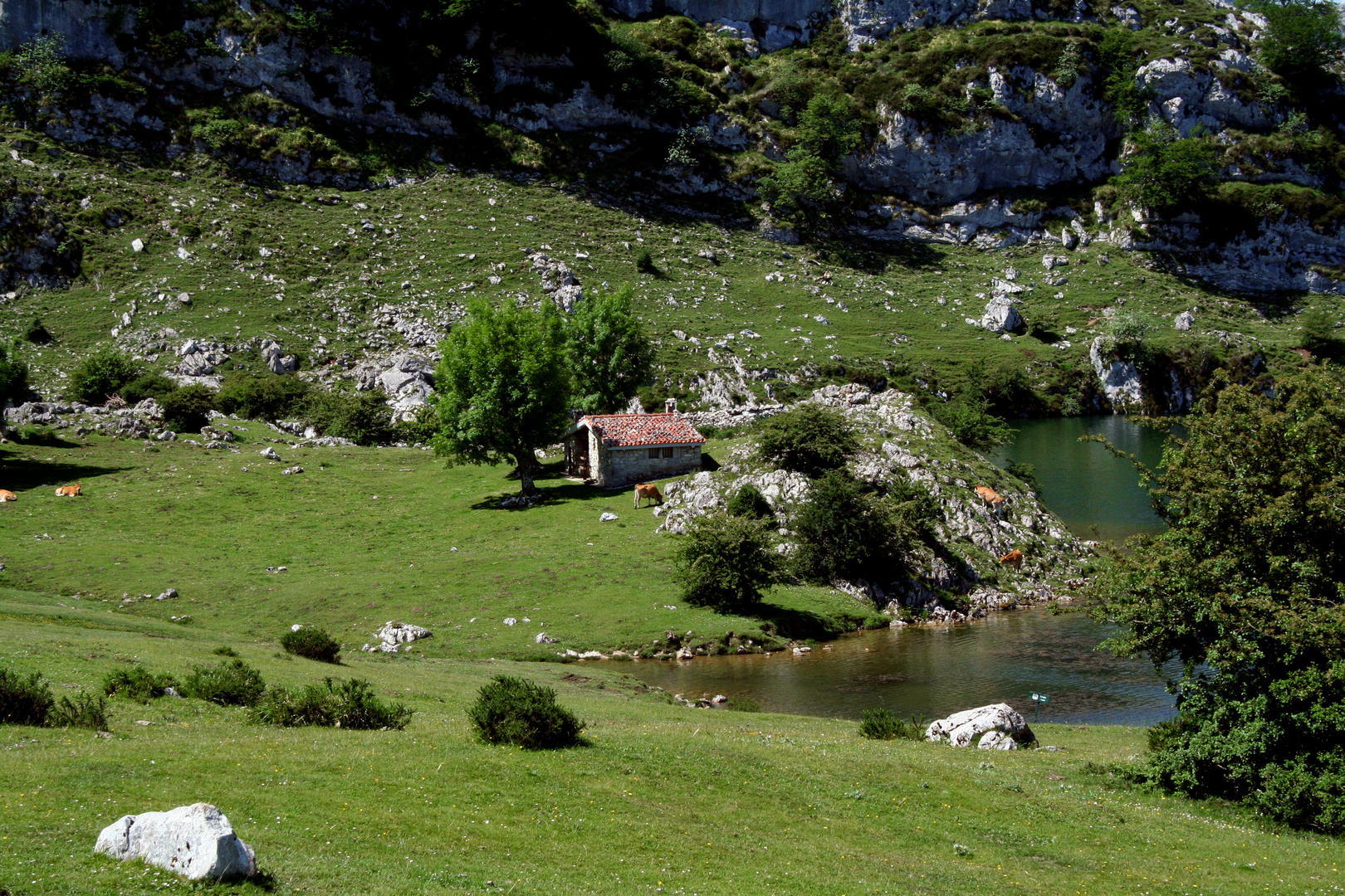 Lago de Enol - 2017 (1)