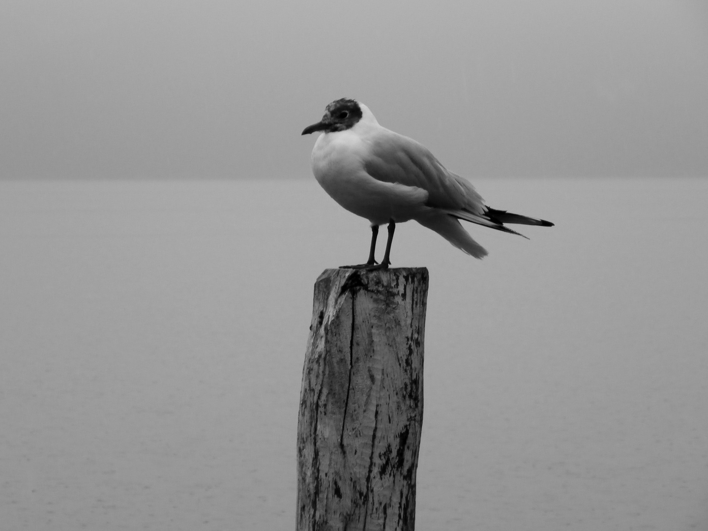 Lago de Iseo