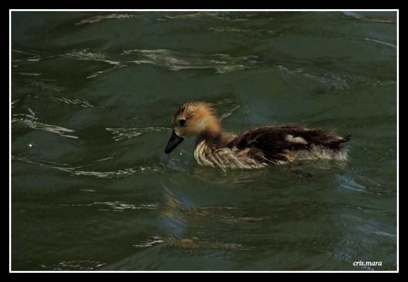 lago de los cisnes