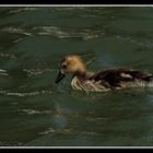 lago de los cisnes