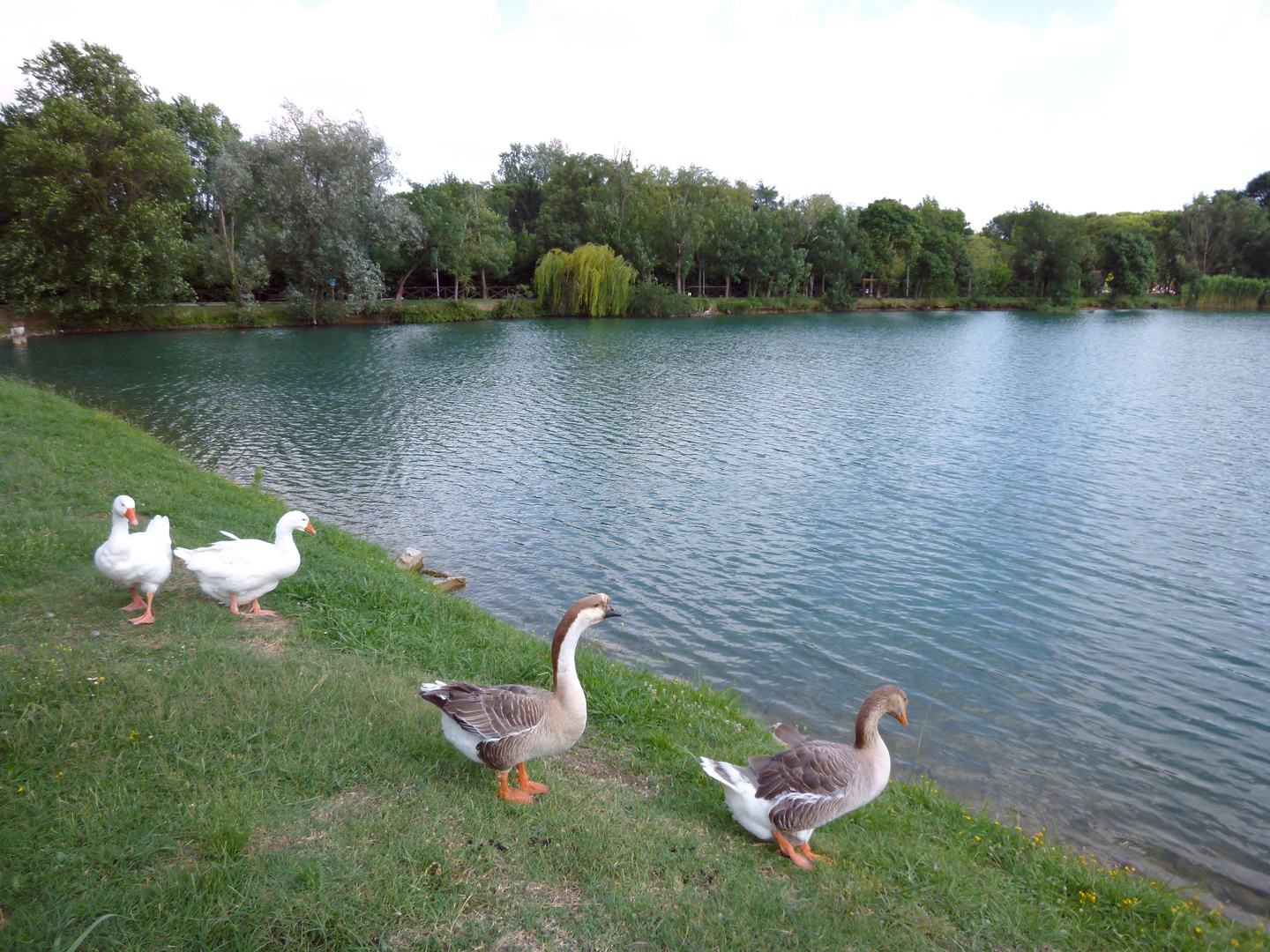 Lago del Parco Pertini ad Agliana (2014)