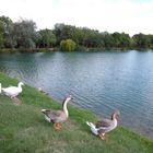 Lago del Parco Pertini ad Agliana (2014)