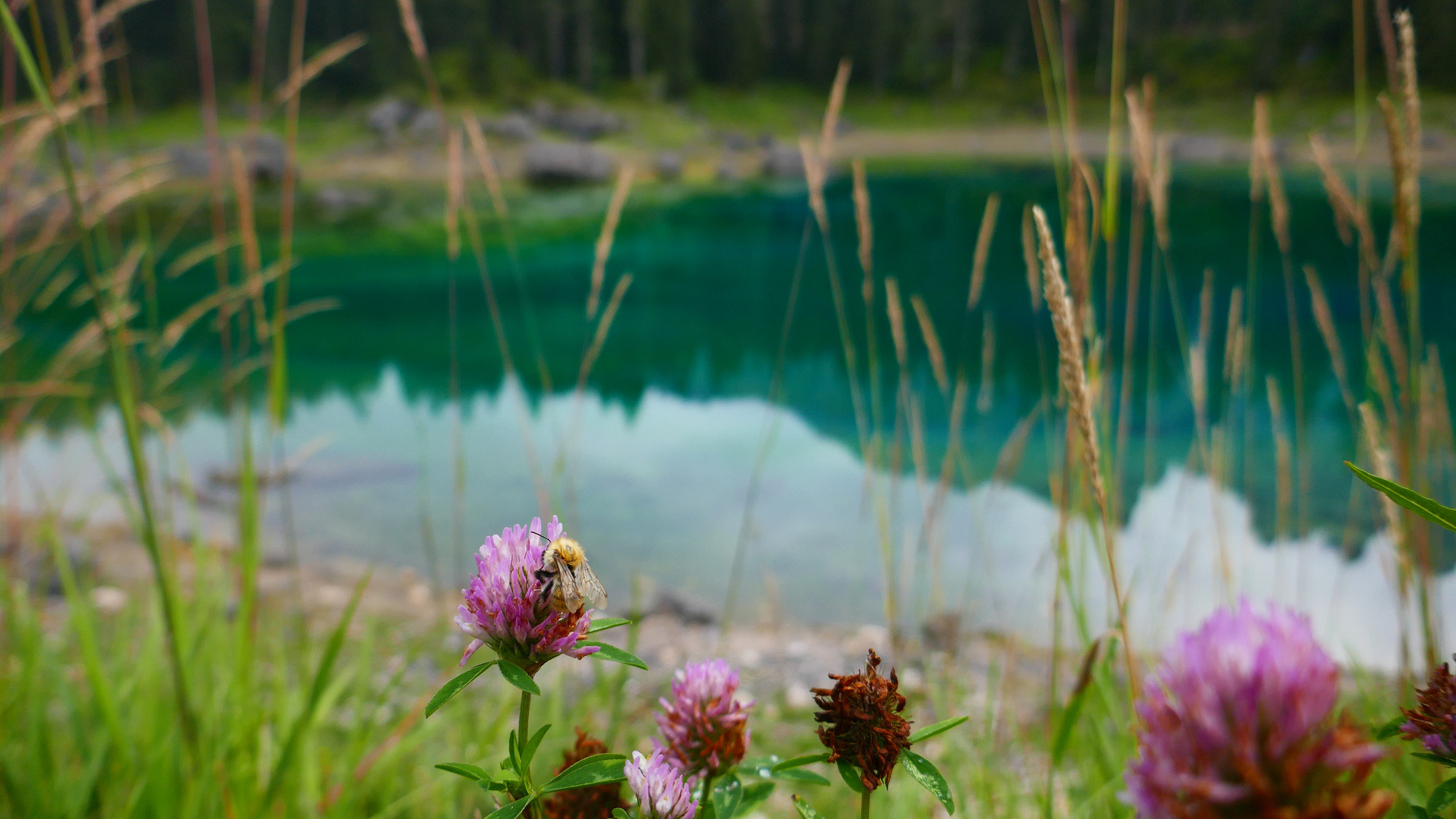 Lago di Carezza - Karer See 1