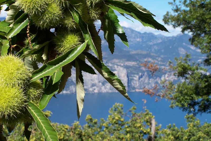 Lago di Garda