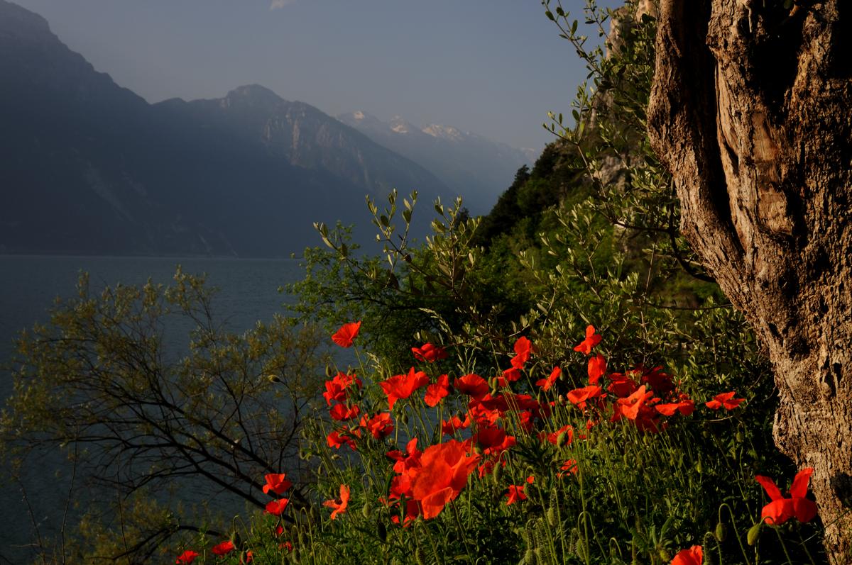 Lago Di Garda