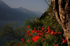 Lago Di Garda