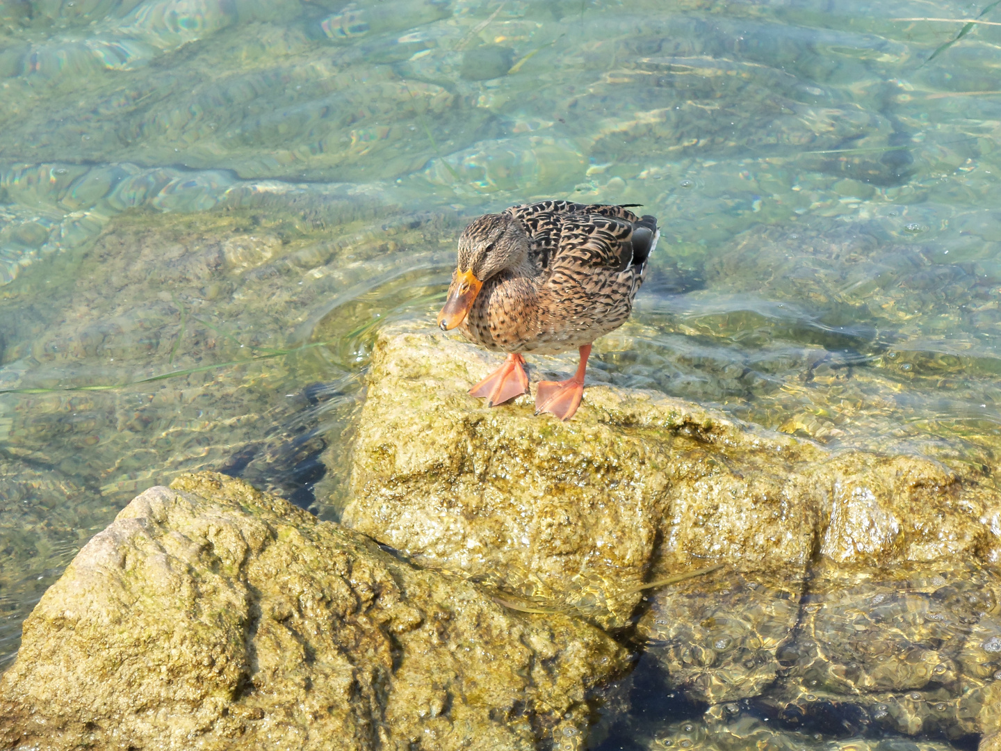 Lago di Garda im September