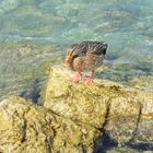 Lago di Garda im September